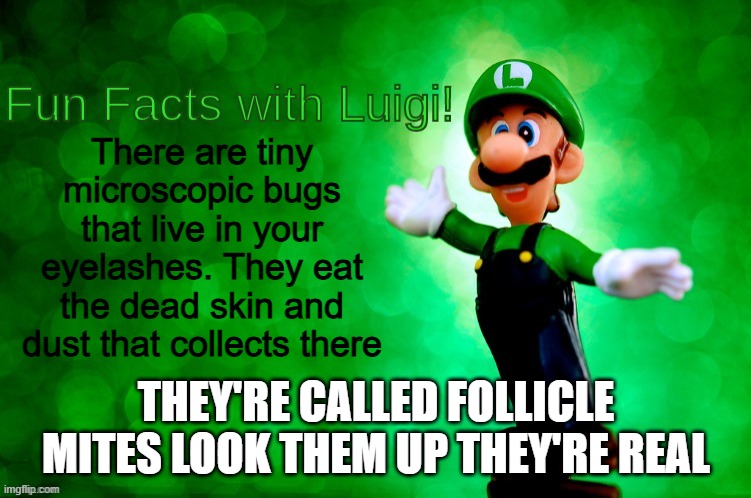 you'll never look at your eyelashes the same way again | There are tiny microscopic bugs that live in your eyelashes. They eat the dead skin and dust that collects there; THEY'RE CALLED FOLLICLE MITES LOOK THEM UP THEY'RE REAL | image tagged in fun facts with luigi,fun facts | made w/ Imgflip meme maker