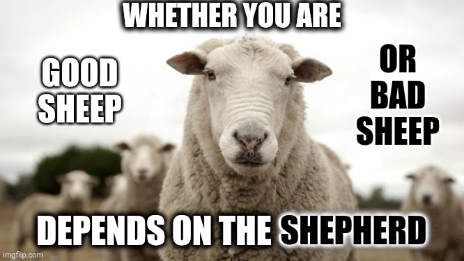 When Good Flocks Go BaaaaaD | OR BAD SHEEP; WHETHER YOU ARE; GOOD SHEEP; DEPENDS ON THE SHEPHERD; SHEPHERD | image tagged in sheep,followers,baaa,memes,sheeple,wake up | made w/ Imgflip meme maker