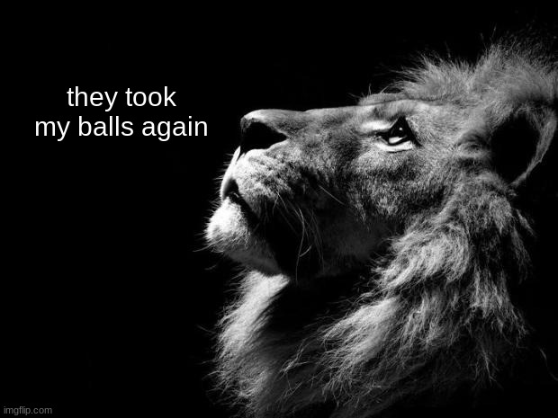 sad lion | they took my balls again | image tagged in sad lion | made w/ Imgflip meme maker