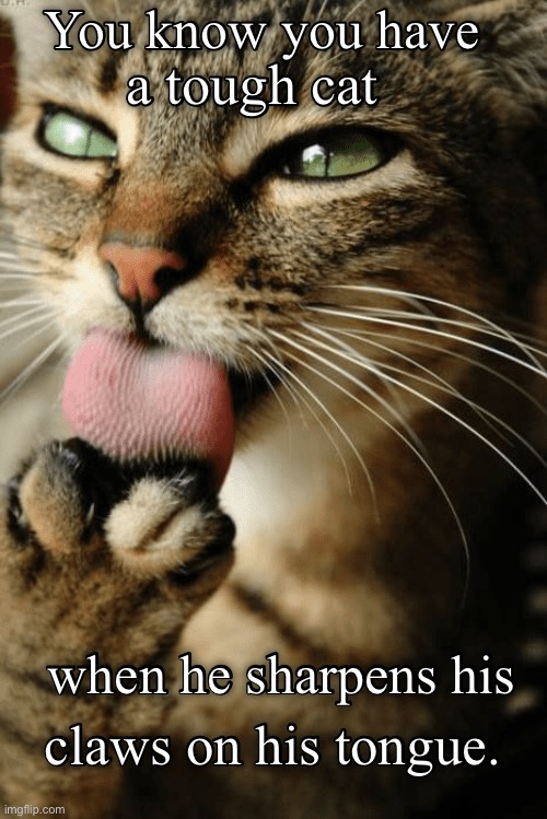 image tagged in cats,tough cat,sharp tongue | made w/ Imgflip meme maker