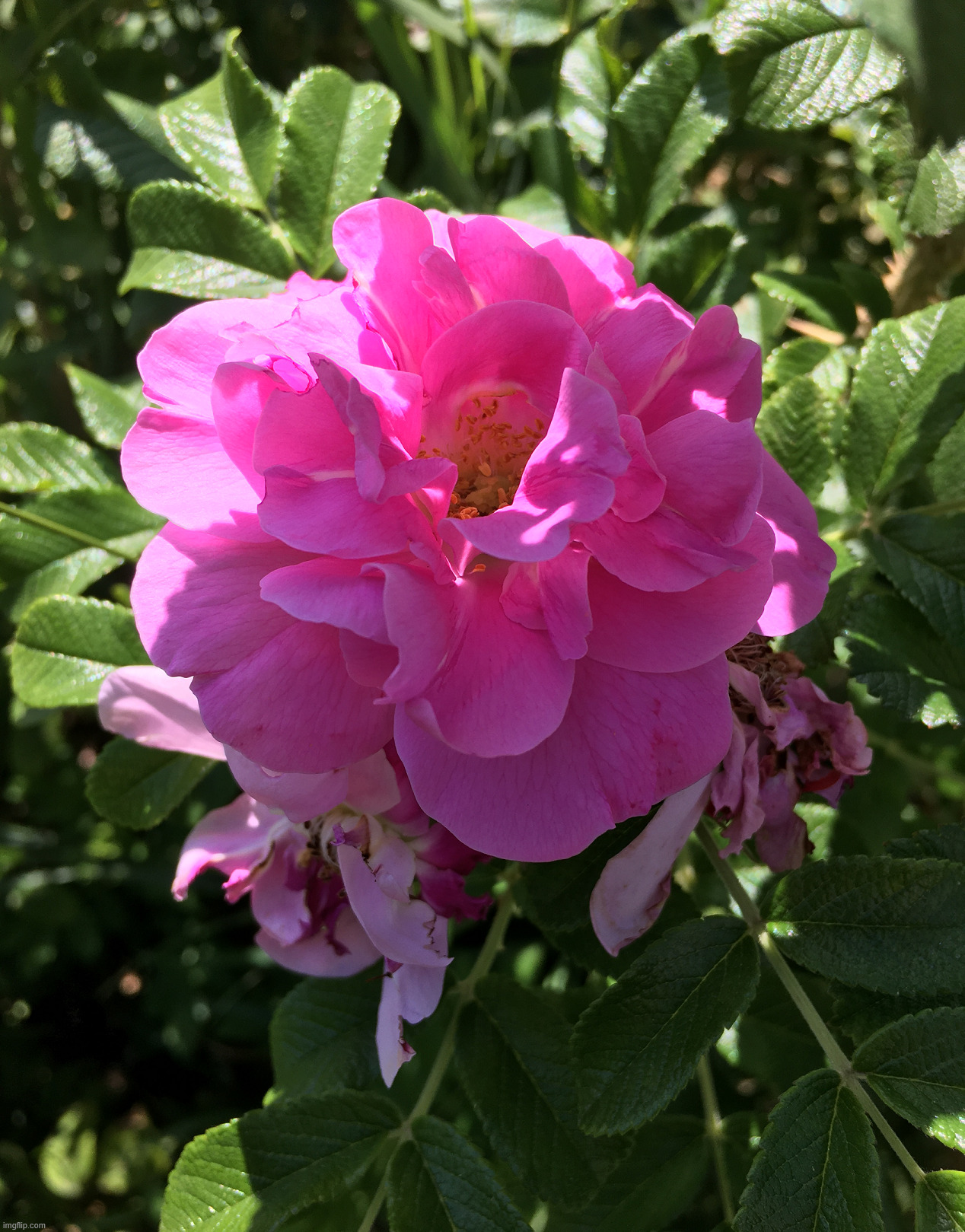Closeup of flower | image tagged in photography | made w/ Imgflip meme maker