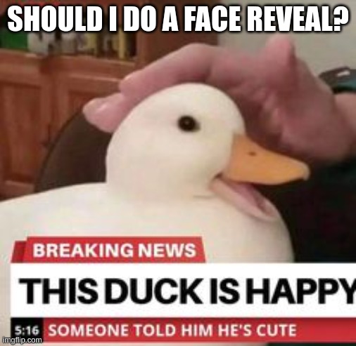 happy duck | SHOULD I DO A FACE REVEAL? | image tagged in happy duck | made w/ Imgflip meme maker