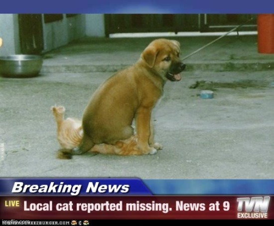 were did my cat go (help me) | image tagged in missing cat | made w/ Imgflip meme maker
