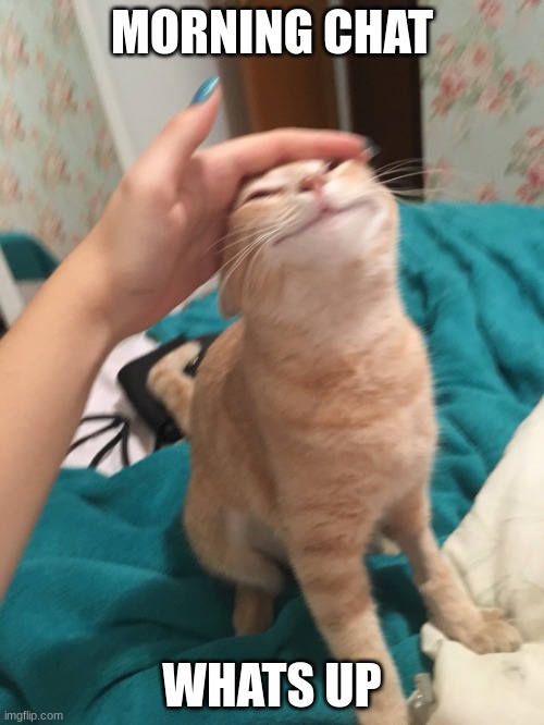 :3 | MORNING CHAT; WHATS UP | image tagged in cat pat | made w/ Imgflip meme maker