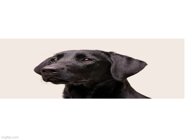 dog | made w/ Imgflip meme maker