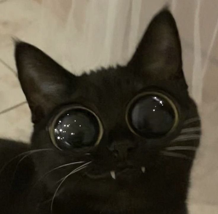 Meow Blank Meme Template
