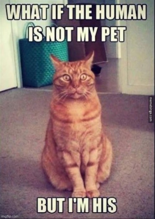 It’s supposed to be that way, BUT… | image tagged in cats,whos really the pet | made w/ Imgflip meme maker