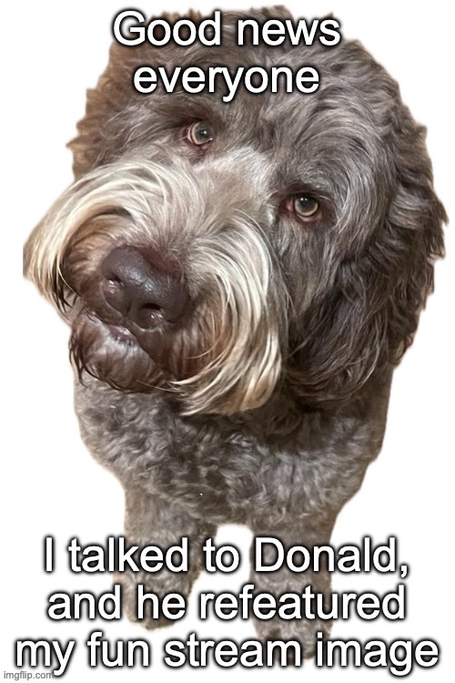 W Donald | Good news everyone; I talked to Donald, and he refeatured my fun stream image | image tagged in norther's dog | made w/ Imgflip meme maker