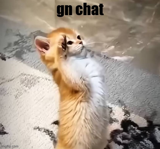 gn | gn chat | image tagged in salute cat | made w/ Imgflip meme maker