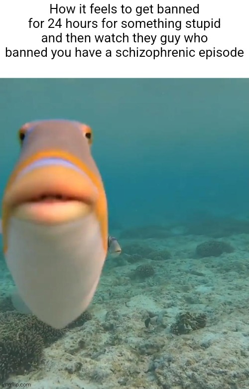 staring fish | How it feels to get banned for 24 hours for something stupid and then watch they guy who banned you have a schizophrenic episode | image tagged in staring fish | made w/ Imgflip meme maker
