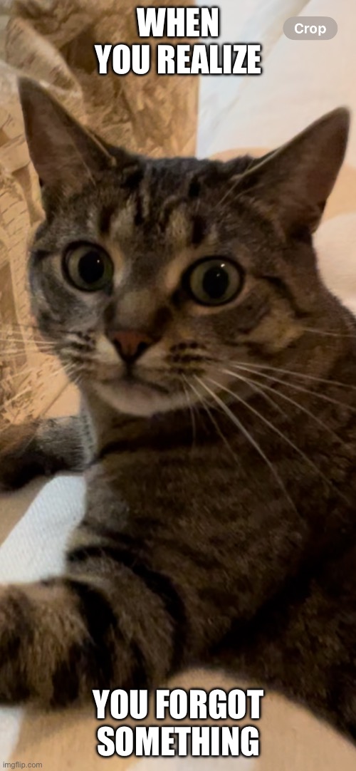 When You Realize You Forgot Something | WHEN YOU REALIZE; YOU FORGOT SOMETHING | image tagged in fun,memes,relatable,funny,cats,funny cats | made w/ Imgflip meme maker
