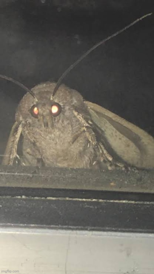petition to add "no boykisser" as a rule and approve moth only | made w/ Imgflip meme maker