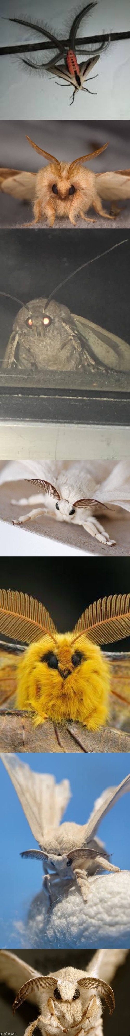 collection of moths as a response to the anti-moth propaganda | made w/ Imgflip meme maker