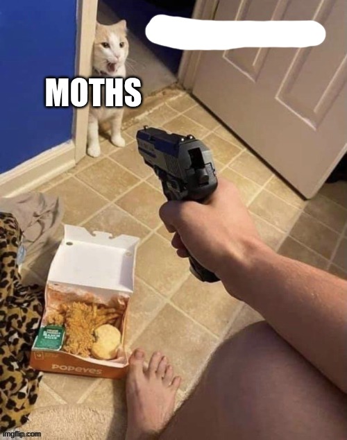 Gun to cat | MOTHS | image tagged in gun to cat | made w/ Imgflip meme maker
