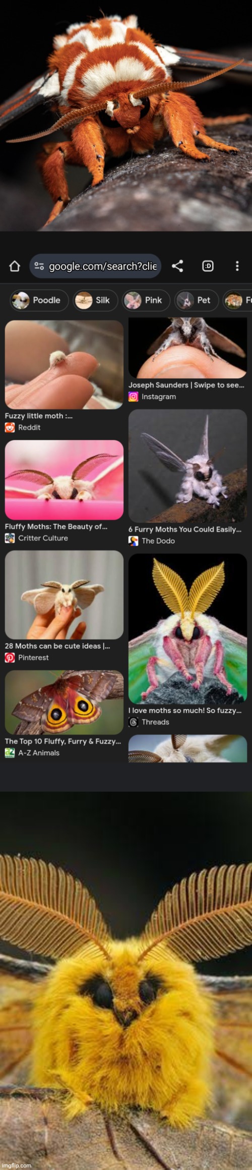 some moths to scare you guys away | image tagged in blegggghhhh | made w/ Imgflip meme maker