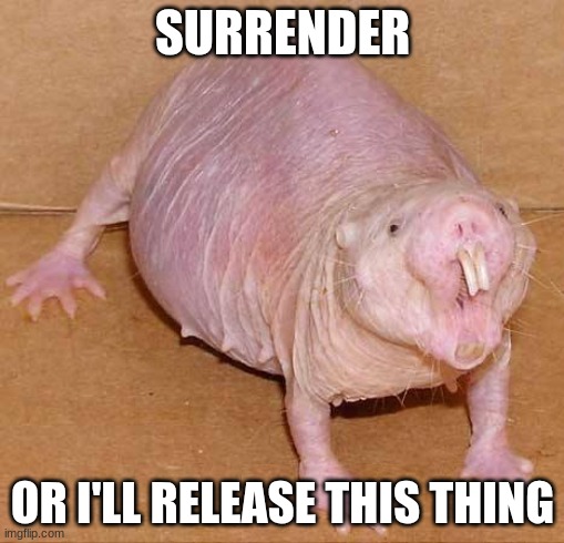 naked mole rat | SURRENDER; OR I'LL RELEASE THIS THING | image tagged in naked mole rat | made w/ Imgflip meme maker