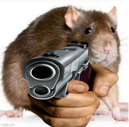Pointing Rat | image tagged in pointing rat | made w/ Imgflip meme maker