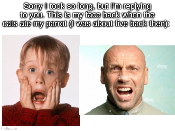 Sorry I took so long, but I'm replying to you. This is my face back when the cats ate my parrot (I was about five back then): | made w/ Imgflip meme maker
