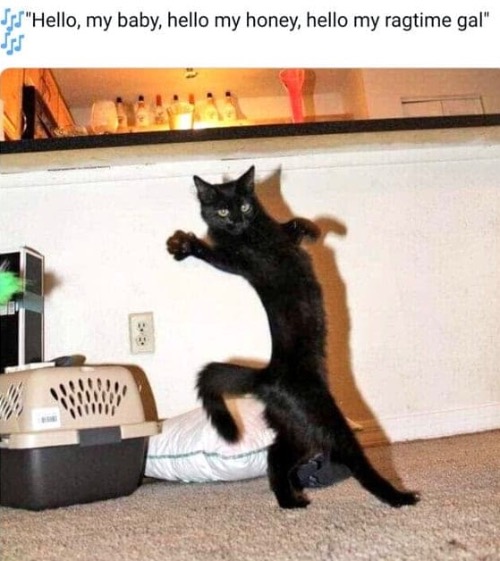 Ragtime Kitteh | image tagged in cats,funny cats,funny dancing,ragtime,old music,song lyrics | made w/ Imgflip meme maker