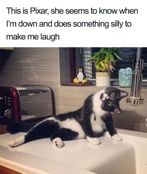 This Is Pixar | image tagged in cats,funny cat memes,cute cat,weird position,sweet cat,fun | made w/ Imgflip meme maker
