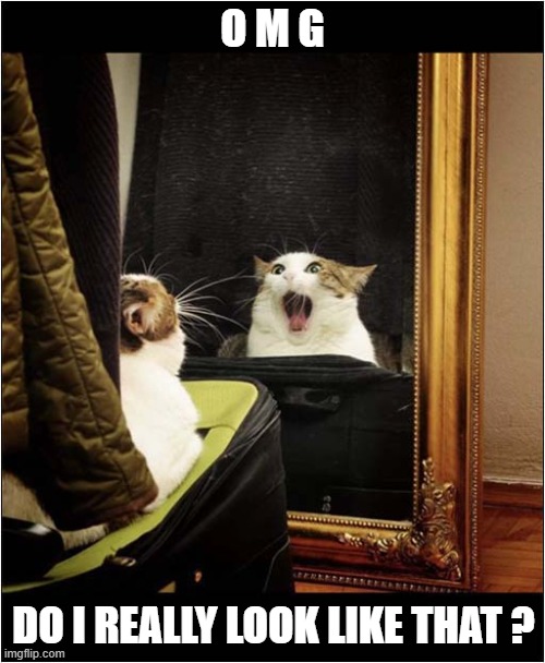 Shocked Over Reflection ! | O M G; DO I REALLY LOOK LIKE THAT ? | image tagged in cats,mirror,shocked,reflection | made w/ Imgflip meme maker