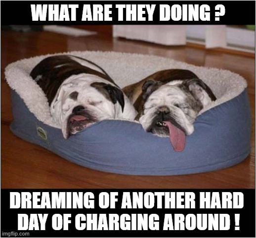 Snoring In Unison ! | WHAT ARE THEY DOING ? DREAMING OF ANOTHER HARD 
DAY OF CHARGING AROUND ! | image tagged in dogs,english bulldog,sleeping,dreaming,exercise | made w/ Imgflip meme maker