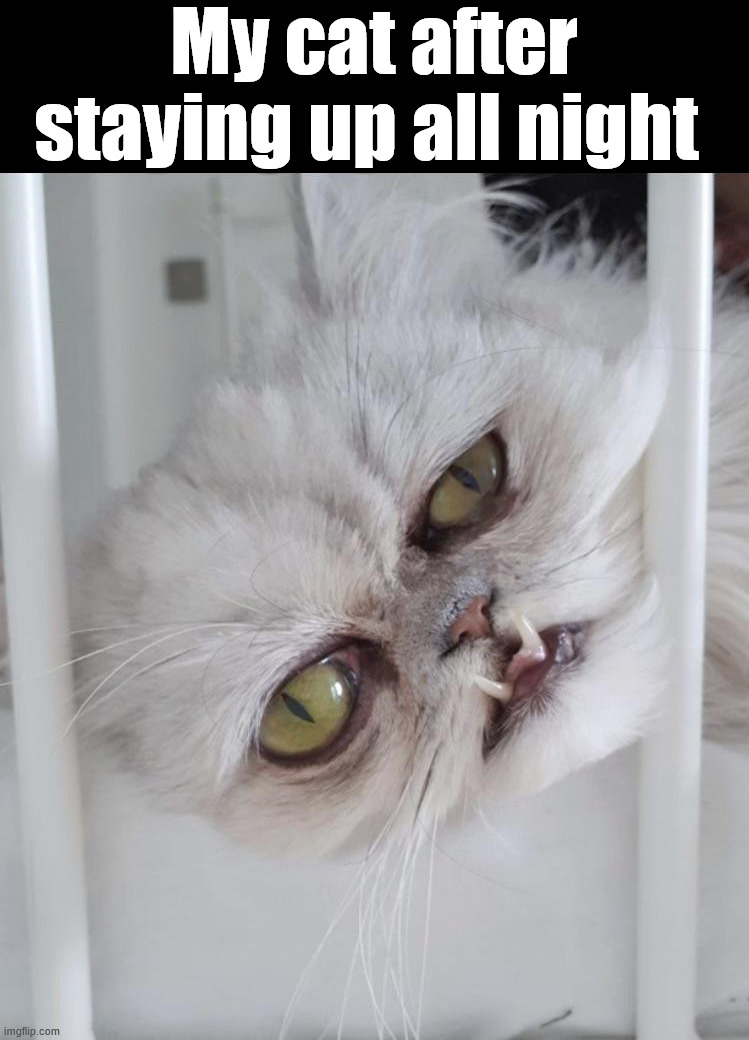 Might need a nap | My cat after staying up all night | image tagged in cats | made w/ Imgflip meme maker