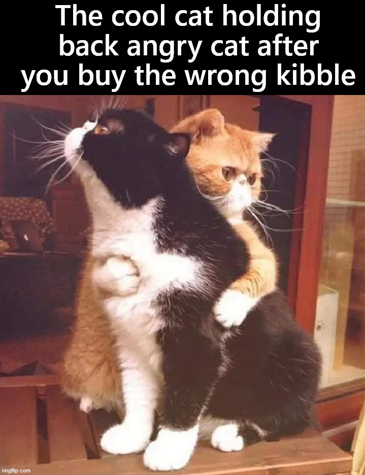 Holding them back | The cool cat holding back angry cat after you buy the wrong kibble | image tagged in cats | made w/ Imgflip meme maker