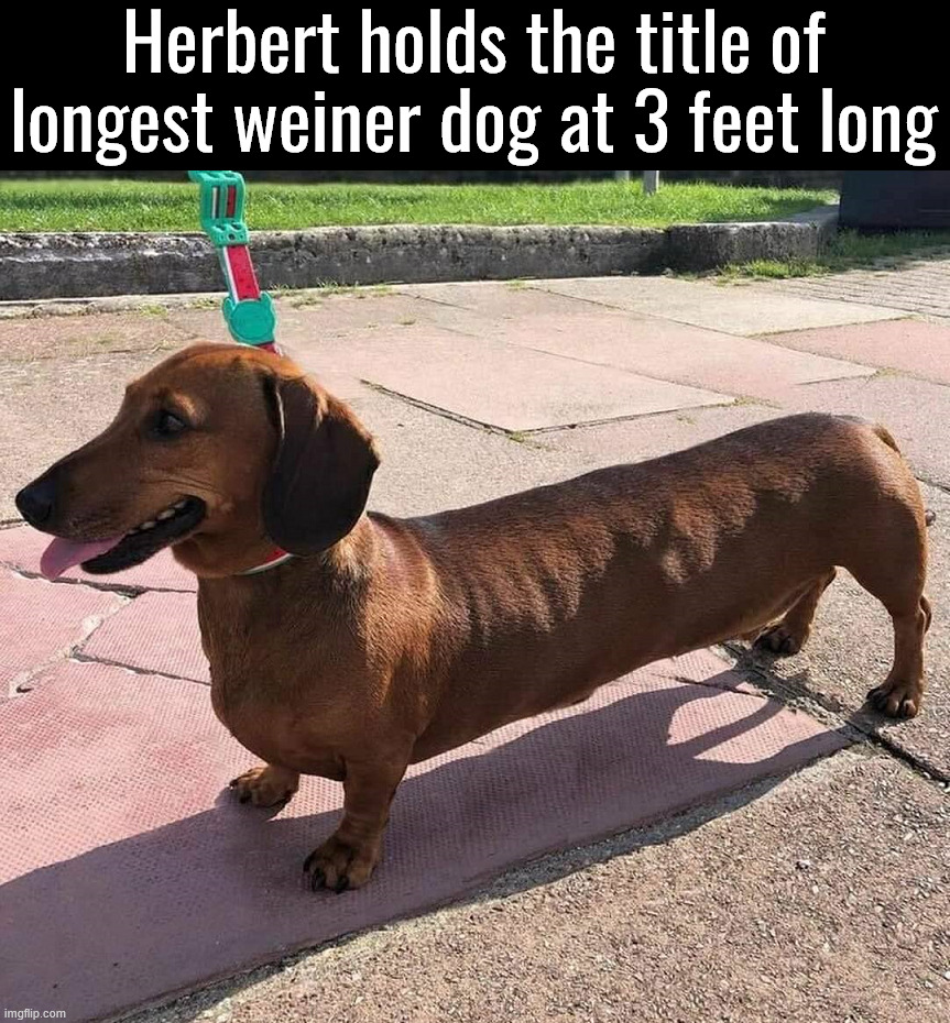 Now that is big | Herbert holds the title of longest weiner dog at 3 feet long | image tagged in dogs | made w/ Imgflip meme maker