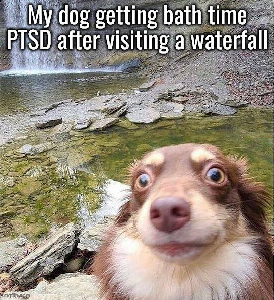 Dog hates bathtime | My dog getting bath time PTSD after visiting a waterfall | image tagged in dogs | made w/ Imgflip meme maker