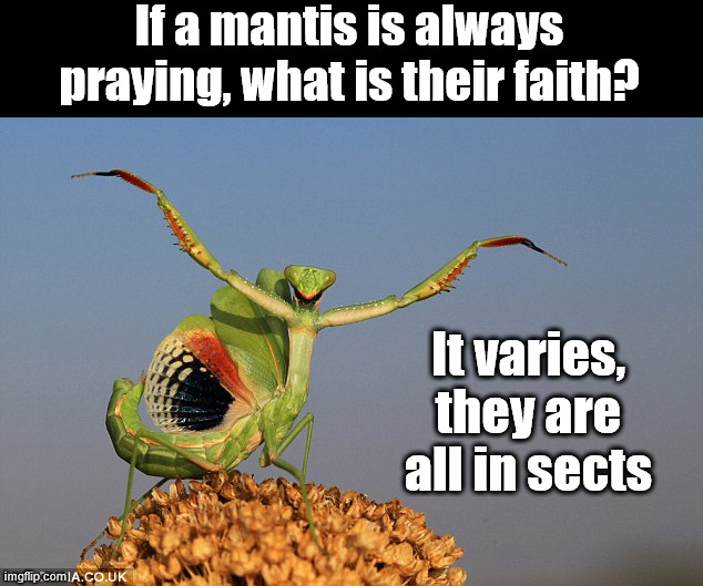 Insects | If a mantis is always praying, what is their faith? It varies, they are all in sects | image tagged in praying mantis,eyeroll | made w/ Imgflip meme maker
