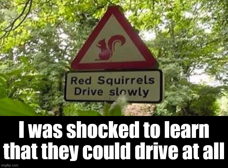 Maybe I don't understand the sign? | I was shocked to learn that they could drive at all | image tagged in squirrel,driving | made w/ Imgflip meme maker