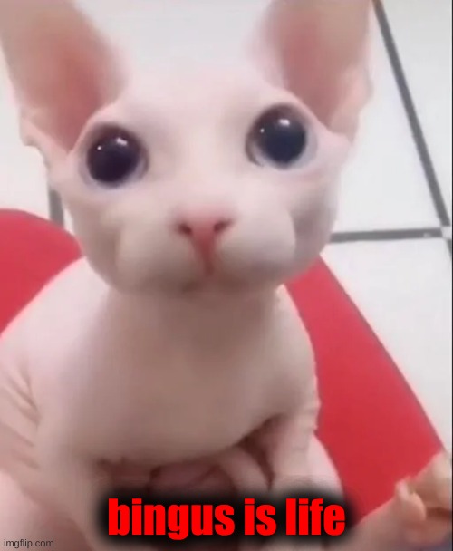 Bingus | bingus is life | image tagged in bingus | made w/ Imgflip meme maker