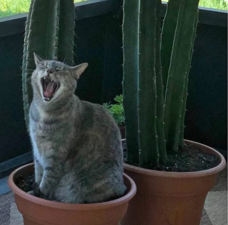cat-cus Blank Meme Template
