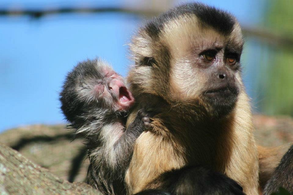 baby monke yelling at mom Blank Meme Template