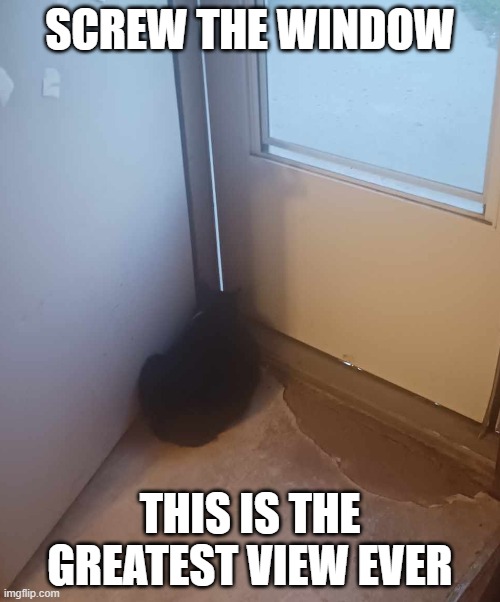 My cat is a little special... | SCREW THE WINDOW; THIS IS THE GREATEST VIEW EVER | image tagged in cats,funny | made w/ Imgflip meme maker