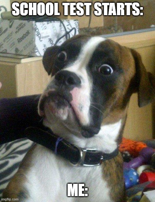 SCHOOL TEST STARTS: ME: | image tagged in blankie the shocked dog | made w/ Imgflip meme maker