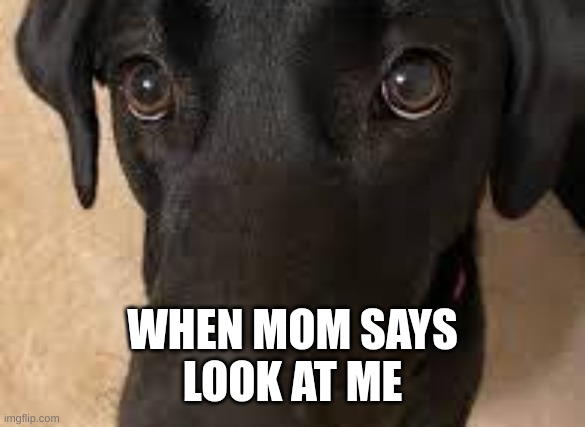 ItsDaBosKi53 | WHEN MOM SAYS
LOOK AT ME | image tagged in itsdaboski53 | made w/ Imgflip meme maker