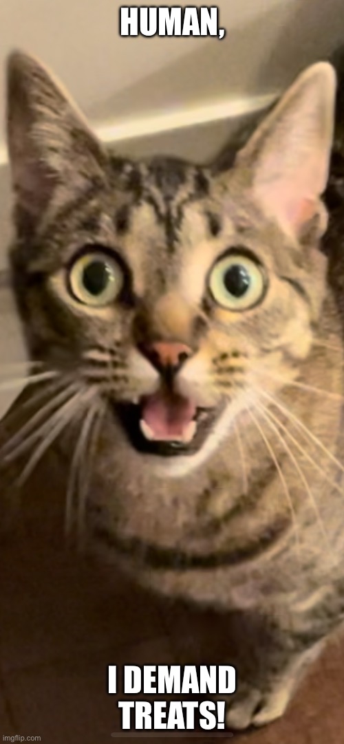 Human, I Demand Treats! | HUMAN, I DEMAND TREATS! | image tagged in fun,memes,relatable,pets,cats,funny cats | made w/ Imgflip meme maker