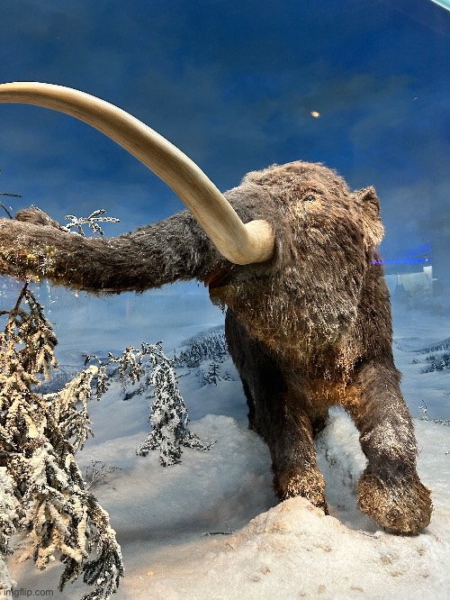 Mammoth | made w/ Imgflip meme maker