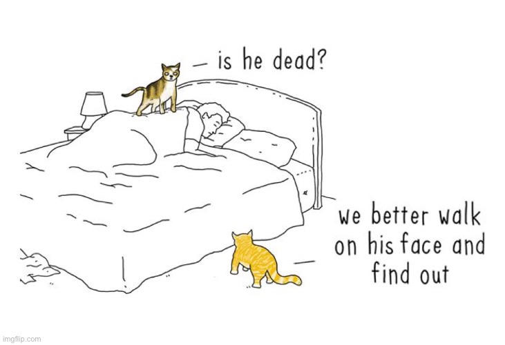 image tagged in cats,wake up,is he dead | made w/ Imgflip meme maker