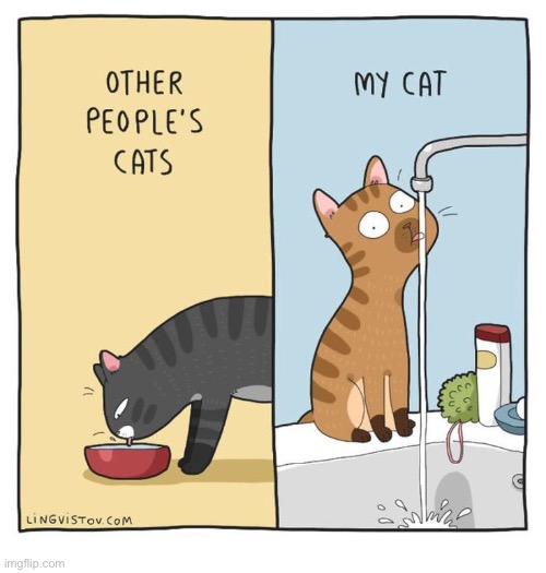 image tagged in cats,other cats,my cat,drinking from faucet | made w/ Imgflip meme maker