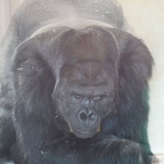 Gorilla Blank Meme Template
