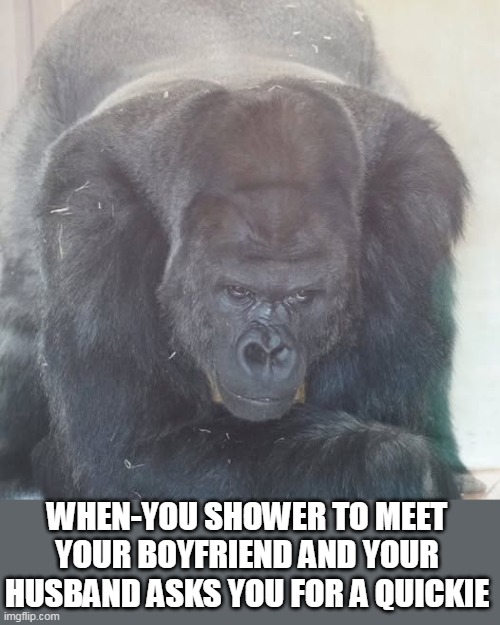 When-you shower to meet your boyfriend and your husband asks you for a quickie | WHEN-YOU SHOWER TO MEET YOUR BOYFRIEND AND YOUR HUSBAND ASKS YOU FOR A QUICKIE | image tagged in gorilla,funny,boyfriend,husband,quickie,shower | made w/ Imgflip meme maker