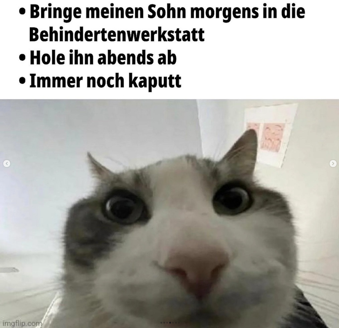 cat stare top text Blank Meme Template