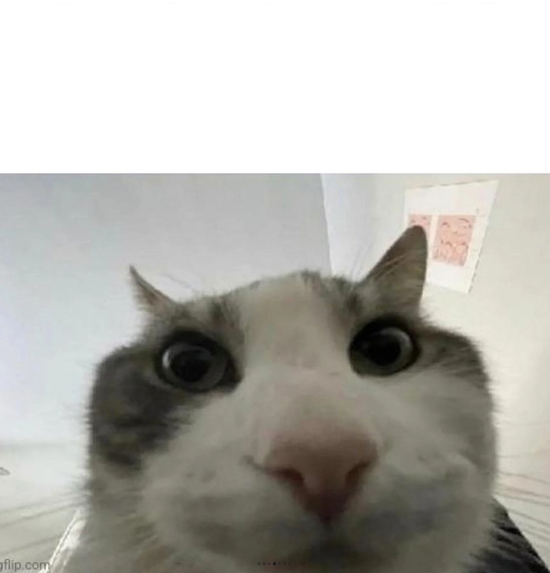 cat stare top text Blank Meme Template