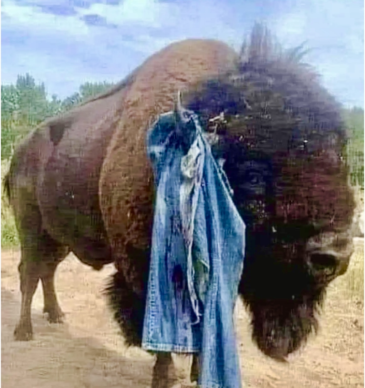 FAFO Blank Meme Template