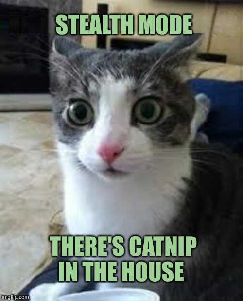 Stealth Mode | STEALTH MODE; THERE'S CATNIP IN THE HOUSE | image tagged in cat,stealth,catnip,ceiling cat,cute cat,wants to know your location | made w/ Imgflip meme maker