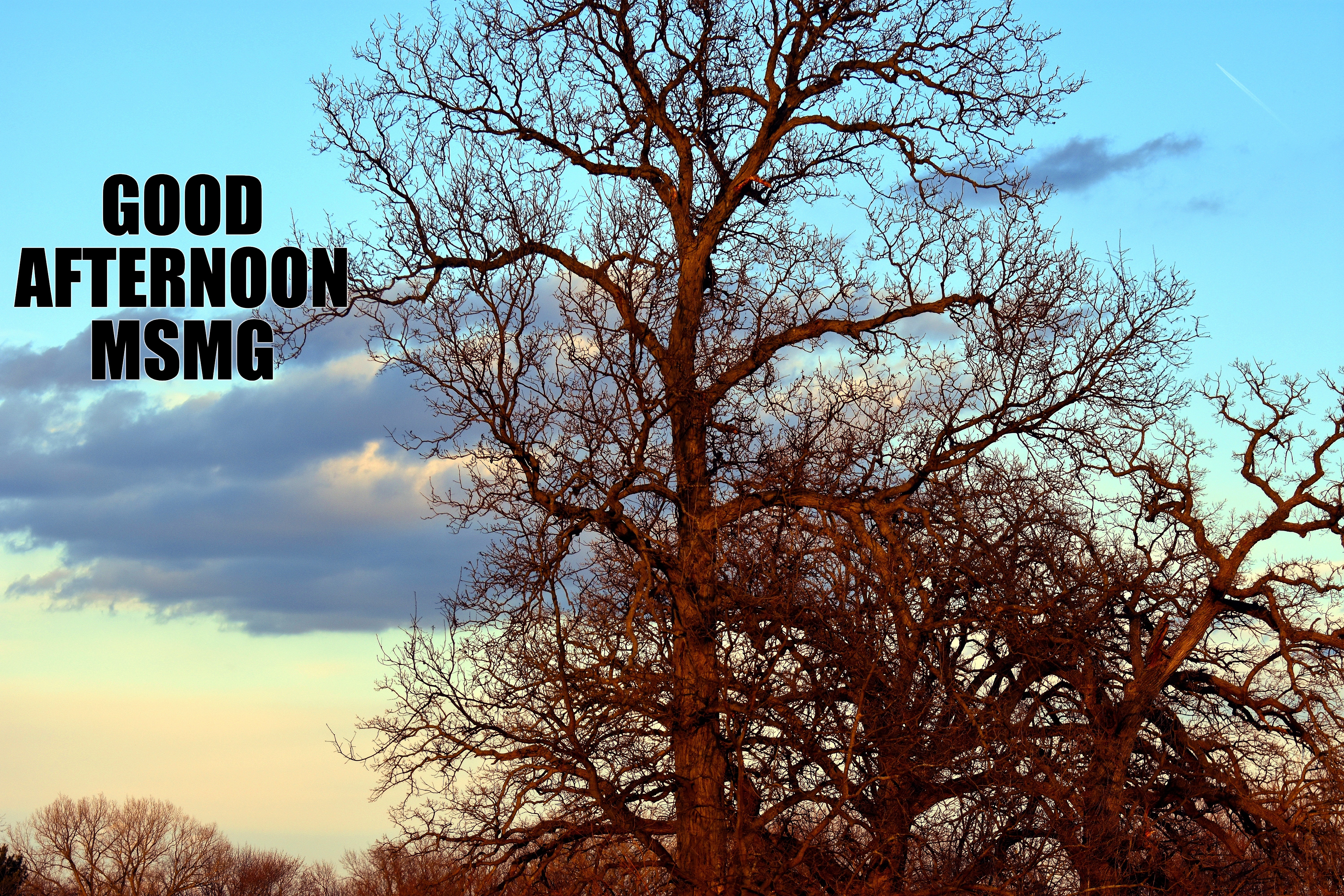 GOOD AFTERNOON
MSMG | made w/ Imgflip meme maker