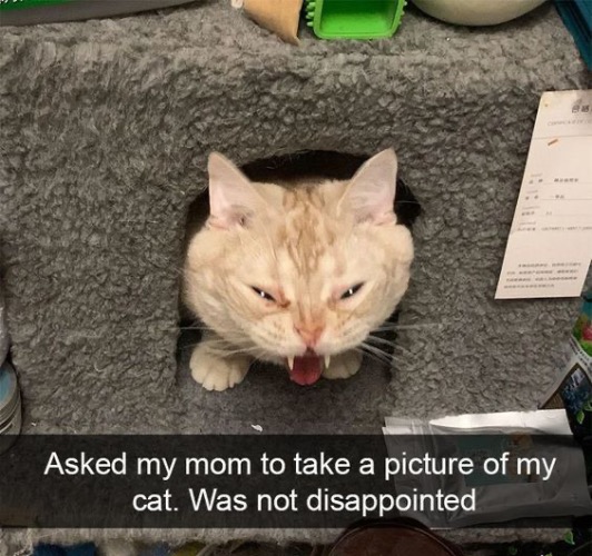 Not Disappointed | image tagged in cats,funny cat memes,funny face,facial expressions,not disappointed,funny picture | made w/ Imgflip meme maker